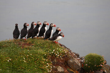 Papageitaucher / Atlantic puffin / Fratercula arctica
