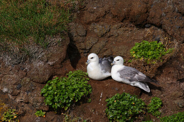 Eissturmvogel / Northern fulmar / Fulmarus glacialis