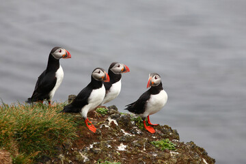 Fototapeta premium Papageitaucher / Atlantic puffin / Fratercula arctica