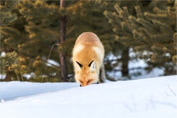 red fox in the snow