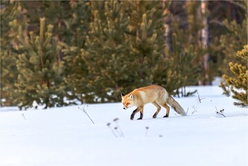 red fox in the snow