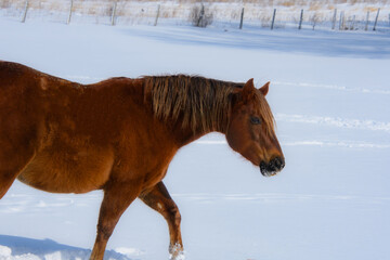 Pretty horse on a Canadian farm in winter in the province of Quebec, Magog, Canada