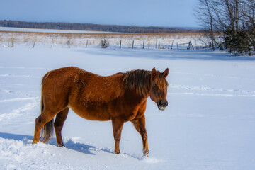 Pretty horse on a Canadian farm in winter in the province of Quebec, Magog, Canada