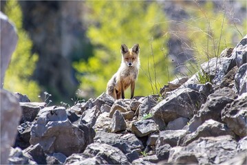 red fox in the woods