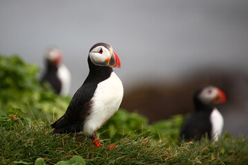 Papageitaucher / Atlantic puffin / Fratercula arctica