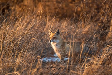 red fox in the wild