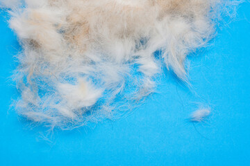 grooming animals. dog hair on a blue background