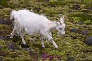 Fototapeta premium Islandziege / Icelandic goat / Capra hircus