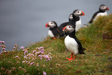 Papageitaucher / Atlantic puffin / Fratercula arctica..