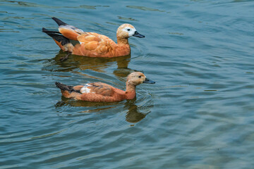 Adult and duckling Ruddy Shelduck (Tadorna ferruginea) in park