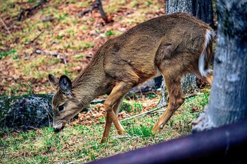 Fototapeta premium Deer in the woods