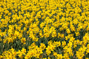 A bulb field full of yellow flowering daffodils.