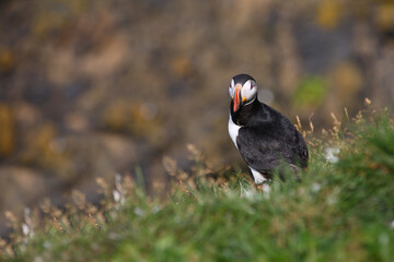 Papageitaucher / Atlantic puffin / Fratercula arctica