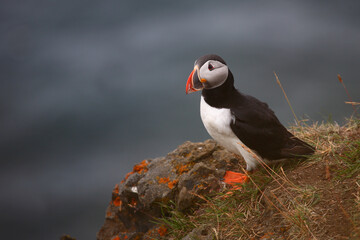 Papageitaucher / Atlantic puffin / Fratercula arctica