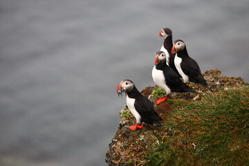 Papageitaucher / Atlantic puffin / Fratercula arctica..