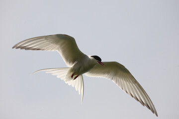 Küstenseeschwalbe / Arctic tern / Sterna paradisaea.