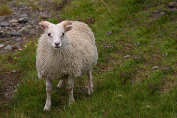 Schaf / Sheep / Ovis..
