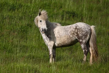 Fotobehang Islandpferd / Icelandic horse / Equus ferus caballus © Ludwig