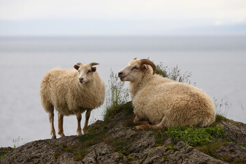 Fototapeta premium Schaf / Sheep / Ovis..