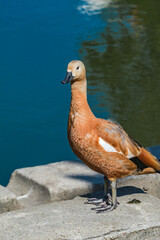 Immature Ruddy Shelduck (Tadorna ferruginea) in park