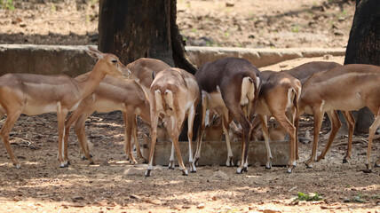 A herd of deer eats food. With blurred background
