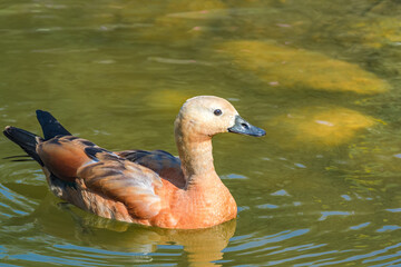 Immature Ruddy Shelduck (Tadorna ferruginea) in park