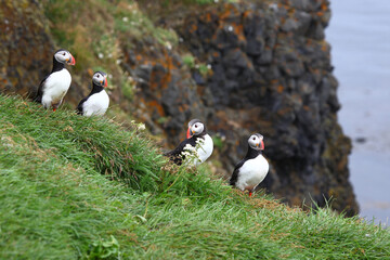 Papageitaucher / Atlantic puffin / Fratercula arctica