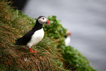 Papageitaucher / Atlantic puffin / Fratercula arctica