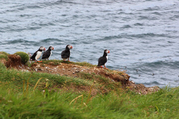 Papageitaucher / Atlantic puffin / Fratercula arctica..