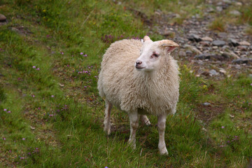 Obraz premium Schaf / Sheep / Ovis..