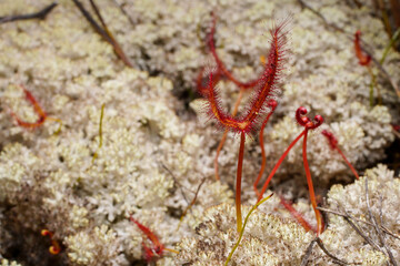 Fork-leaved sundew (Drosera binata) in white lichen, Tasmania, Australia