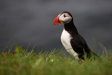 Papageitaucher / Atlantic puffin / Fratercula arctica