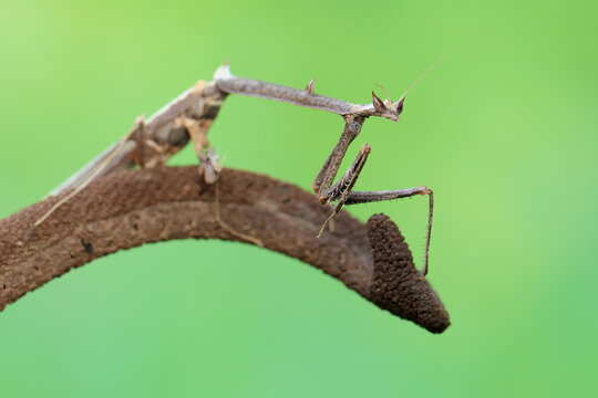 A giraffe praying mantis is looking for prey in a wildflower. This insect has the scientific name Euchomenella heteroptera. 