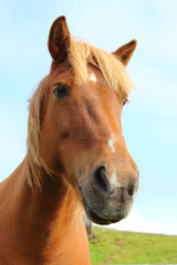 Islandpferd / Icelandic horse / Equus ferus caballus