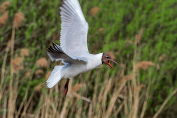 Black-headed Gull (Larus ridibundus) at colony