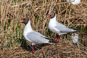 Black-headed Gulls (Larus ridibundus) at colony