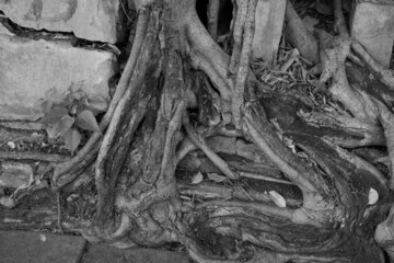 tree bark texture black and white wood 