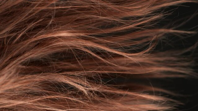 Super Slow Motion Shot of Waving Disheveled Brown Hair at 1000 fps.