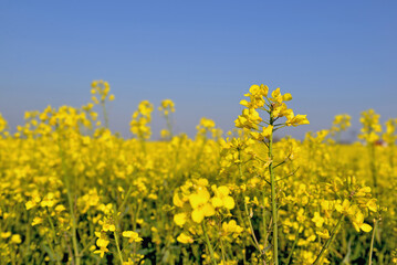 close up on yellow flowers of rapeseed growing in a field under blue sky