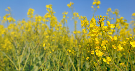 close up on yellow flowers of rapeseed growing in a field under blue sky