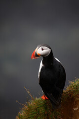 Papageitaucher / Atlantic puffin / Fratercula arctica