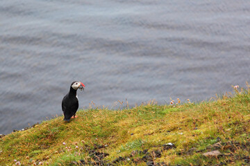 Papageitaucher / Atlantic puffin / Fratercula arctica..
