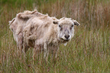 Schaf / Sheep / Ovis..