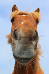 Islandpferd / Icelandic horse / Equus ferus caballus.