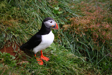 Papageitaucher / Atlantic puffin / Fratercula arctica