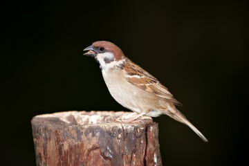 Sparrow. Sparrows are a family of small passerine birds, Passeridae. They are also known as true...