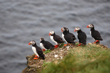 Papageitaucher / Atlantic puffin / Fratercula arctica