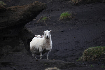 Fototapeta premium Schaf / Sheep / Ovis..