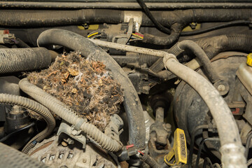 Deer Mouse nest in the engine of a car