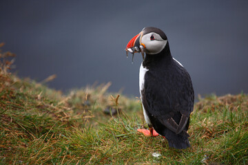 Papageitaucher / Atlantic puffin / Fratercula arctica..